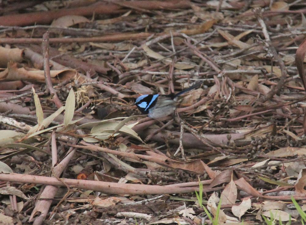 Blue Wren